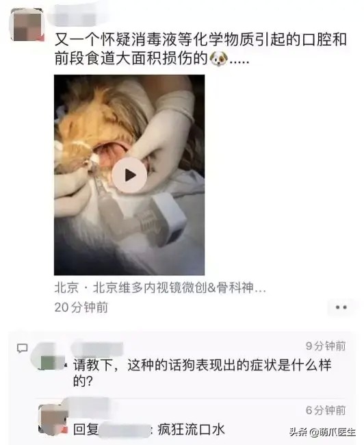 紧急求助！武汉封城但这些猫却被人留在了家中