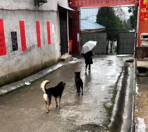 田园犬：每天把送小主人送到学校，等小主人摸摸它，它才会离