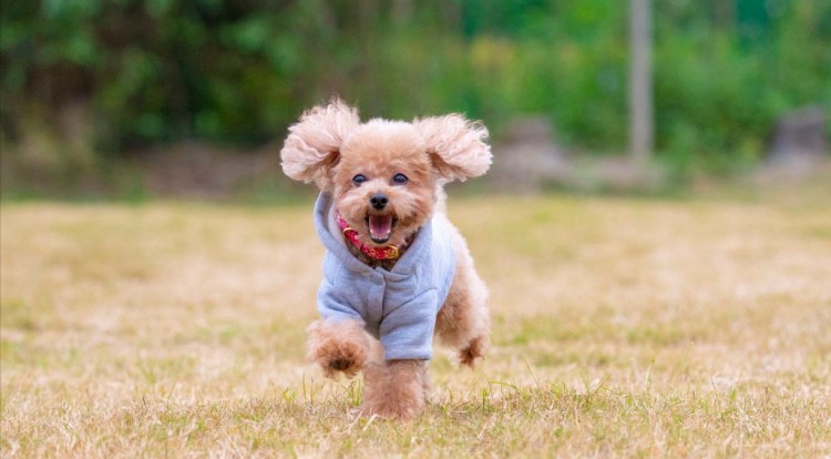 想买一只纯种贵宾犬先看看它有没有这些特征