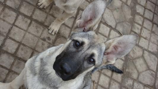 如果再给我一次机会，我一定要养一只狼青犬