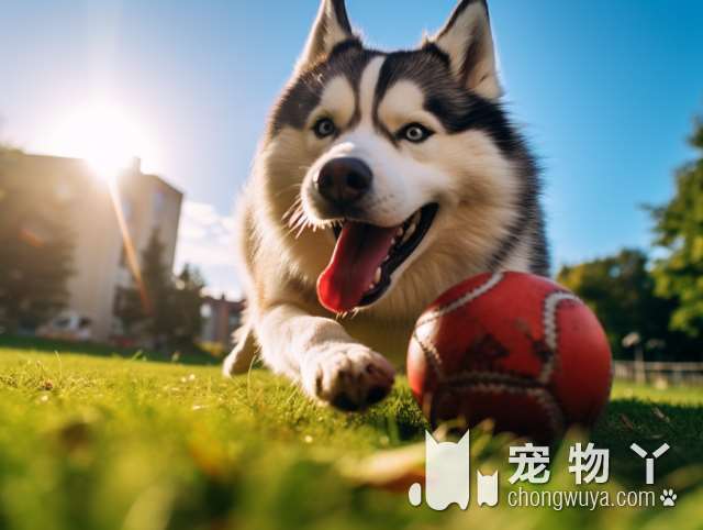 标准比熊犬体重查询