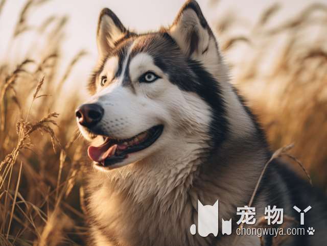 养犬管理将有法可依！十三届全国人大常委会安排三个立法项目