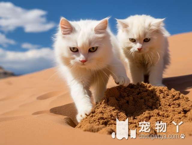 狸花猫到底有多凶猛？