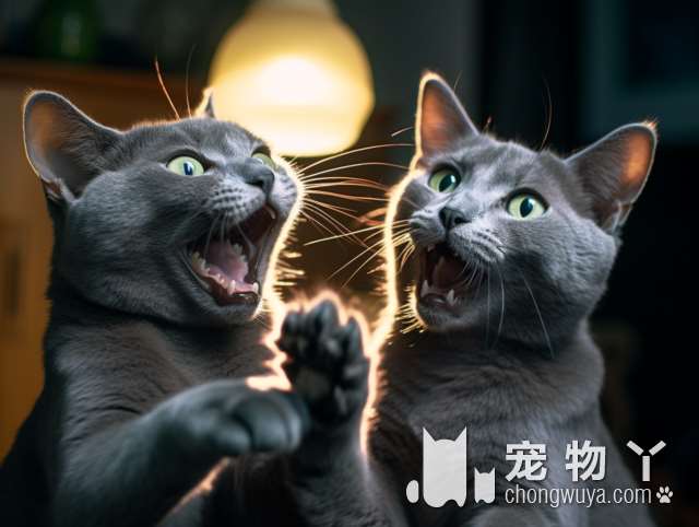 武汉“封城”下的特别救援：猫狗不想被活活饿死